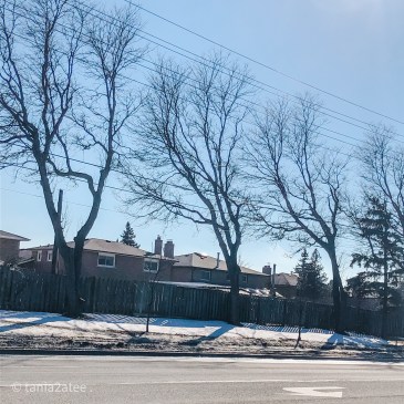 line of trees bending away from hydro lines on the side of the road