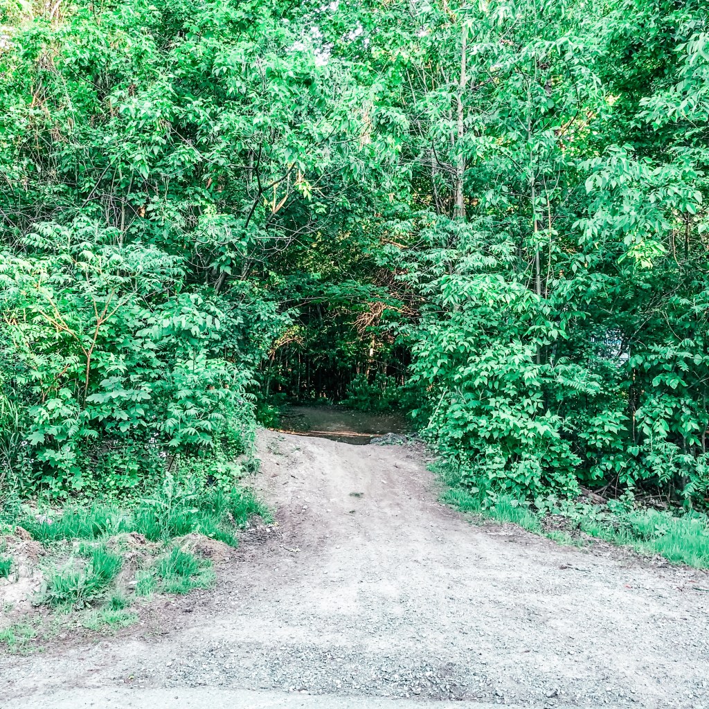 road leading into forest