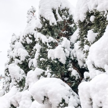 tania2atee-blog-word-of-the-year-for-2021-is-evolve