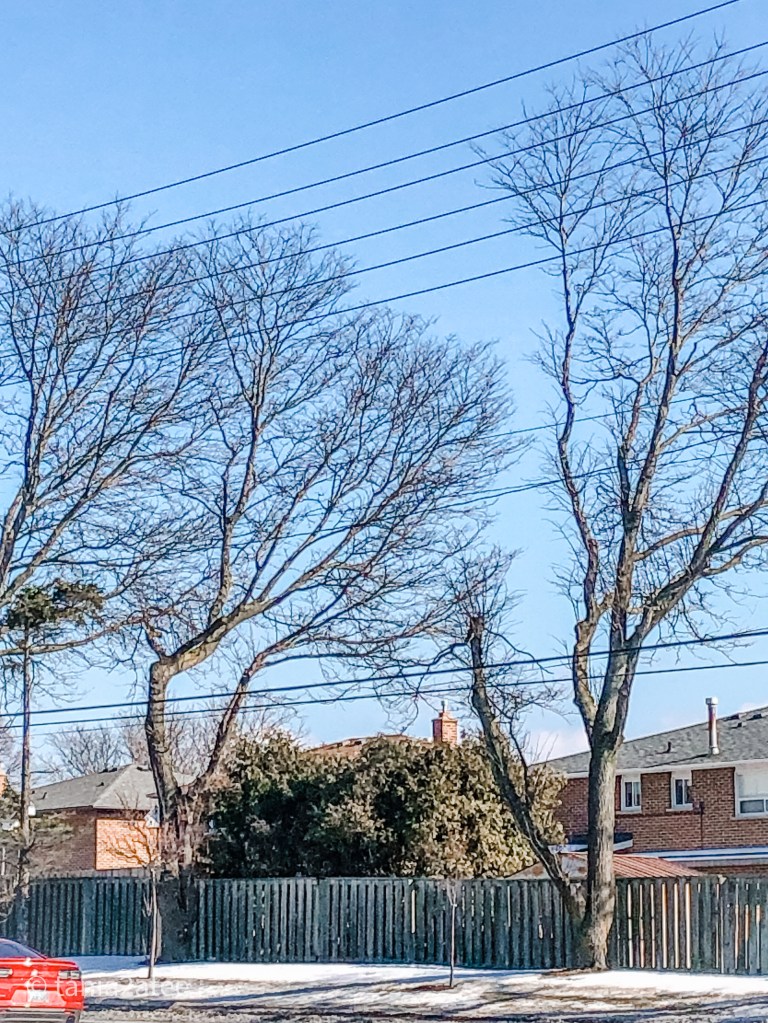 line of trees bending away from hydro lines on the side of the road